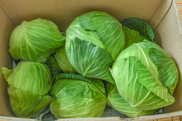 赤キャベツ（7玉サイズ） 【業務用食材の仕入れなら八面六臂】