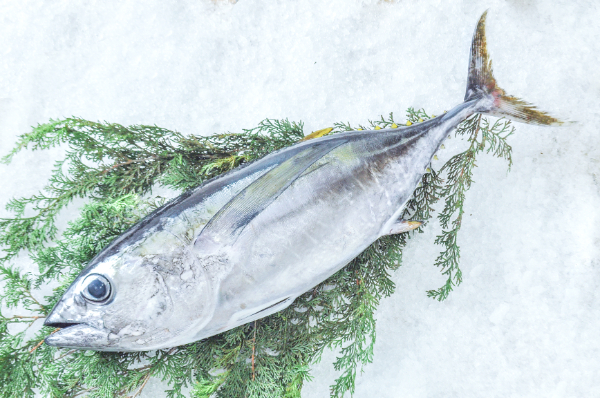 ビンチョウマグロ（釣物） 【業務用食材の仕入れなら八面六臂】