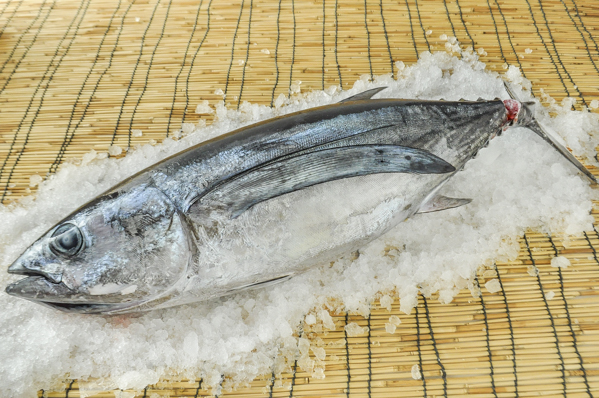 ビンチョウマグロ 釣物 八面六臂