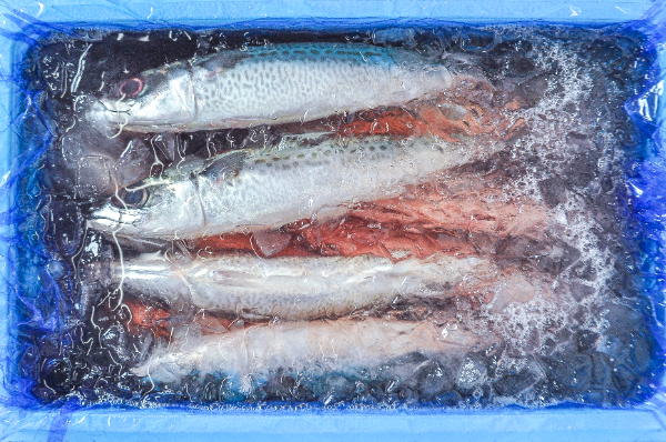 ゴマサバ　箱5kg