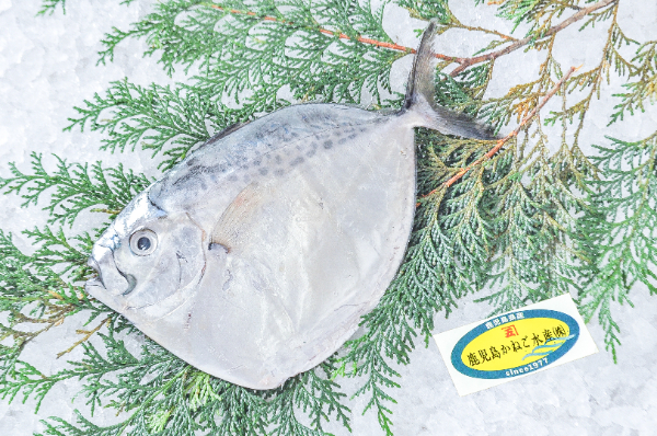 鹿児島かねご水産　ギンカガミ（鹿児島県産）