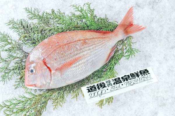 道後尊貴温泉鮮魚　チダイ（チコダイ）（ハナダイ）（愛媛県伊予産）