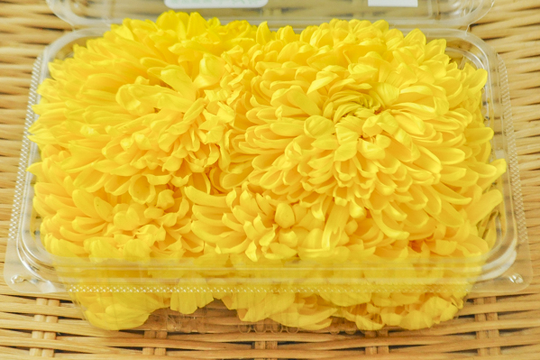 食用菊 黄色 八面六臂