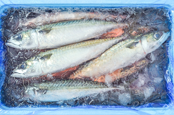 マサバ　箱5kg