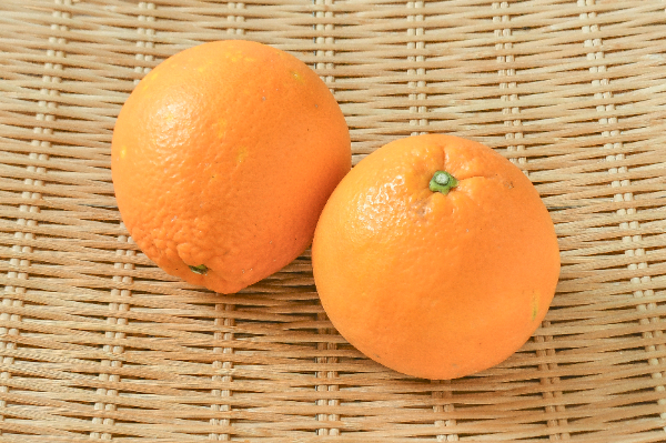 ネーブルオレンジ（3L）