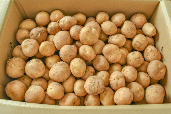 むかご（2L） 【業務用食材の仕入れなら八面六臂】