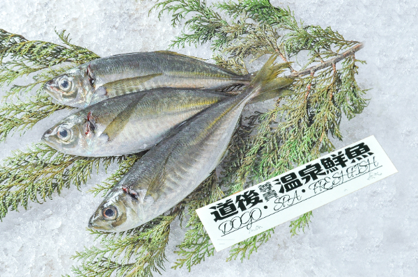 道後尊貴温泉鮮魚　活〆神経抜きマアジ（愛媛県伊予産）