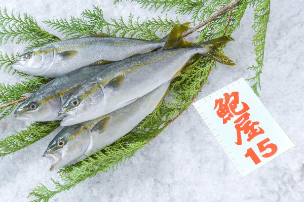 鮑屋　イナダ（ワカシ）1㎏（神奈川県小田原産）