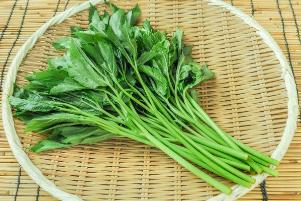 野菜ハーブ 明日葉 苗20株 野菜ハーブ アシタバ 20株 アシタバ苗20株