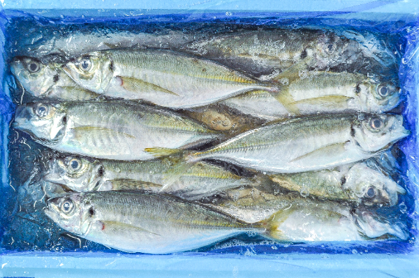マアジ　箱5kg