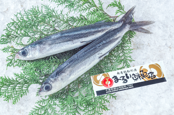 まるい鮮魚店　トビウオ（千葉県館山市船形産）