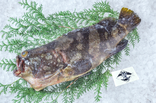 クエタマ（釣物）