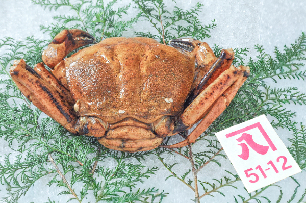 オオエンコウガニ（底曳網） 【業務用食材の仕入れなら八面六臂】