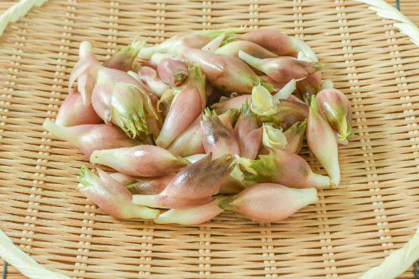 茗荷（C）500gr
