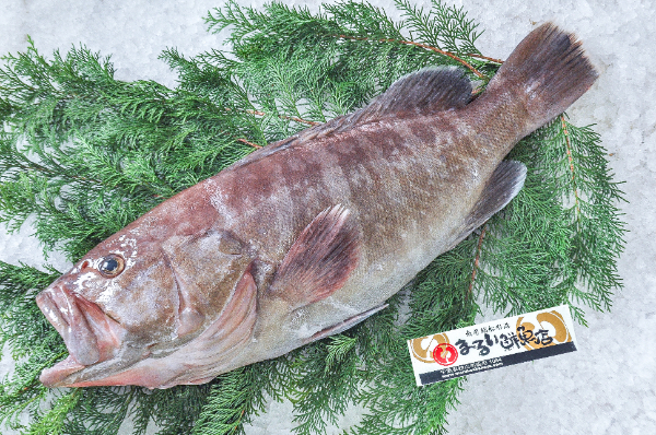 まるい鮮魚店　マハタ（千葉県館山市船形産）