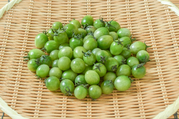 サングリーン（小）