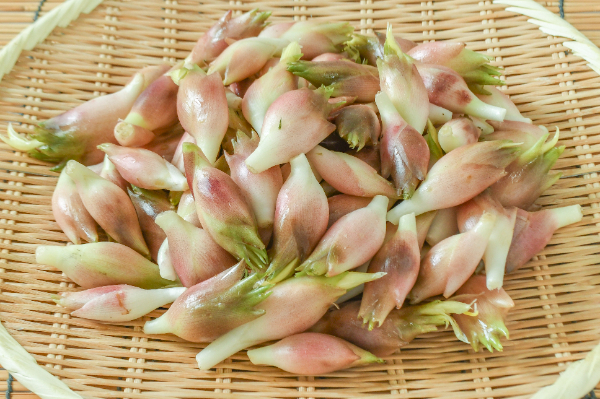 茗荷（C）1kg