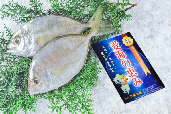 愛海の恵み（丸昌水産）　カイワリ（大分県佐伯産）