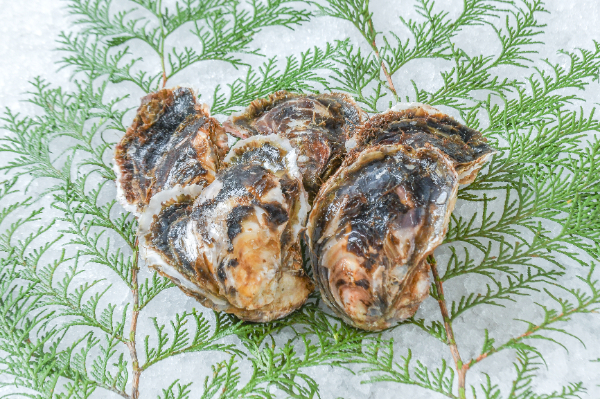 的矢岩牡蠣（養殖）（約100-150gサイズ）（S）