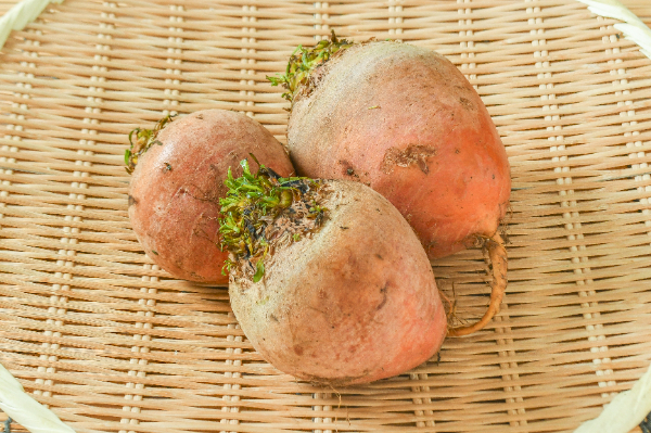 黄色ビーツ　1kg