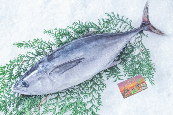 活〆コシナガマグロ（釣物）