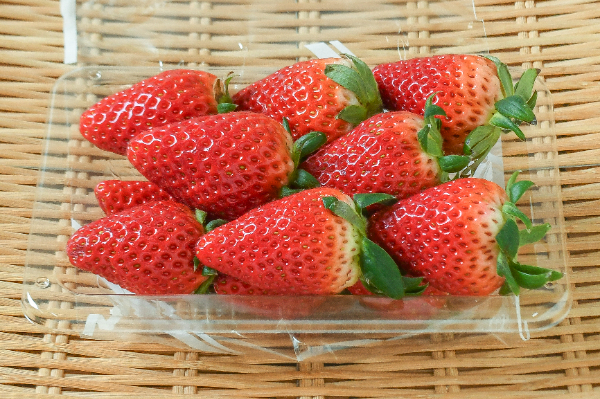 スターナイト（A）