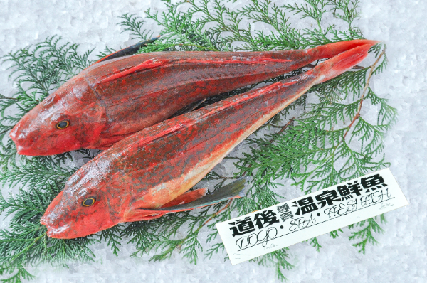 道後尊貴温泉鮮魚　ホウボウ（愛媛県伊予産）