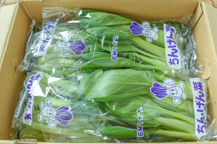 油麦菜/A菜/長野県産/約4kg入/業務用 油麦菜（A菜） 【業務用食材の仕入れなら八面六臂】