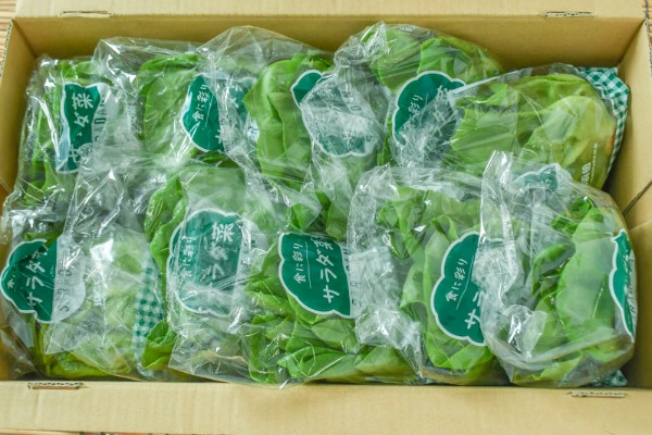サラダ菜　箱10玉入