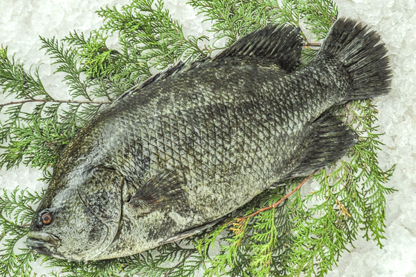 マツダイ 釣物 八面六臂