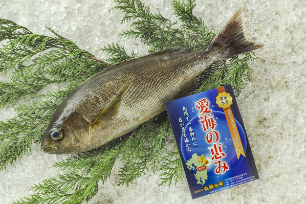 活〆梅雨イサキ 釣物 八面六臂