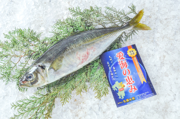 愛海の恵み（丸昌水産）　活〆マアジ（スレ）（キズ）（大分県佐伯産）