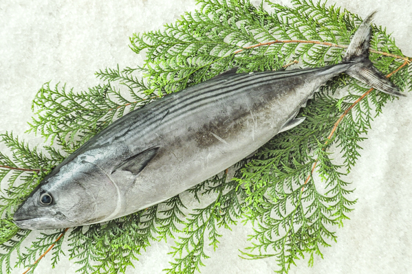 首折れハガツオ 定置網 八面六臂