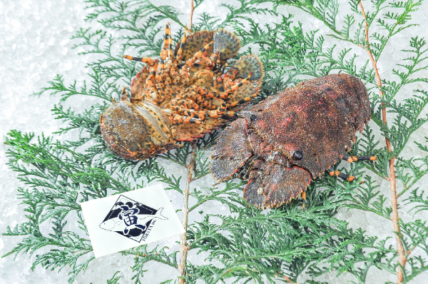 ゾウリエビ（カゴ漁）