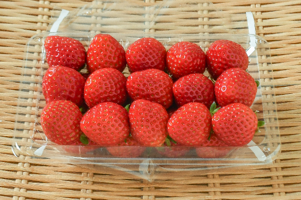 ほしうらら（A）