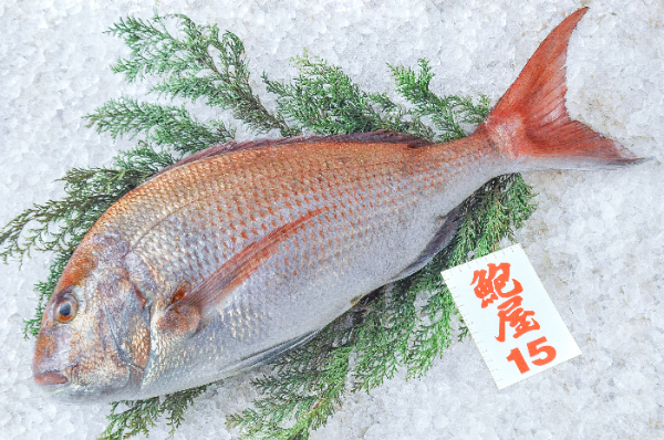 鮑屋　マダイ（神奈川県小田原産）