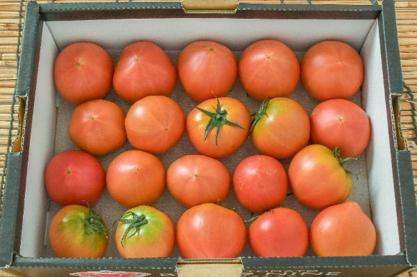 ブリックスナイン（S）箱1kg20玉入