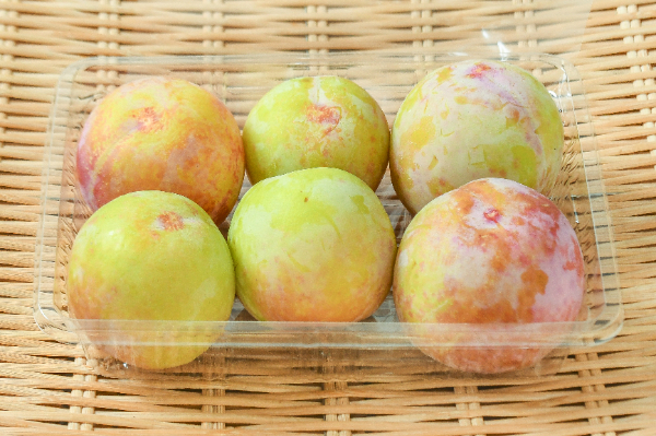 貴陽（6玉サイズ）6玉入