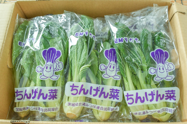 チンゲン菜（M）箱2kg