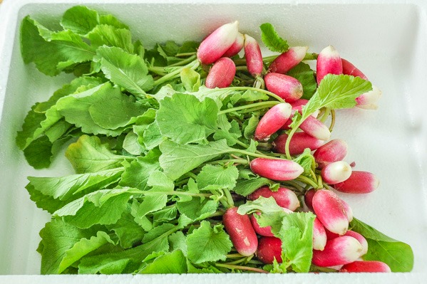 紅白ミニ大根（S）