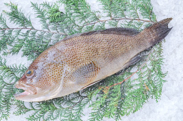 オオモンハタ（釣物）