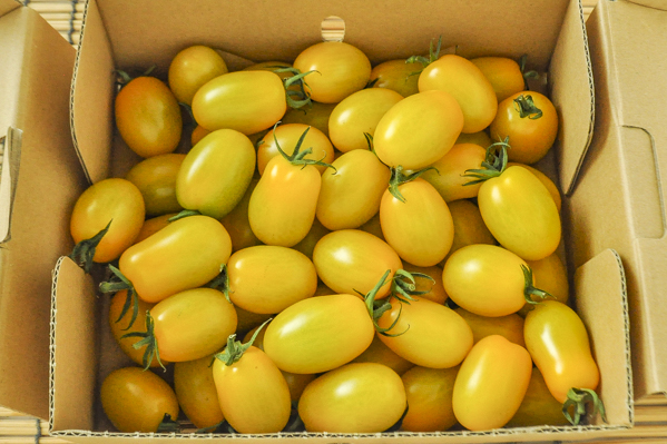 アイコトマト（AL）（黄）1kg