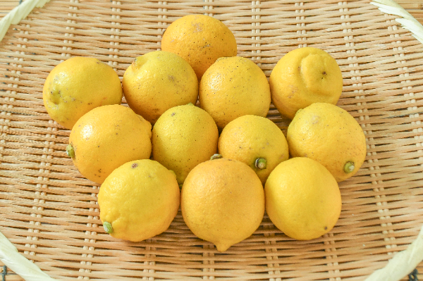レモン（リスボン）（S）1kg