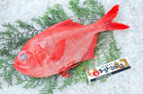 まるい鮮魚店　ナンヨウキンメ（ヒラキンメ）（千葉県館山市船形産）