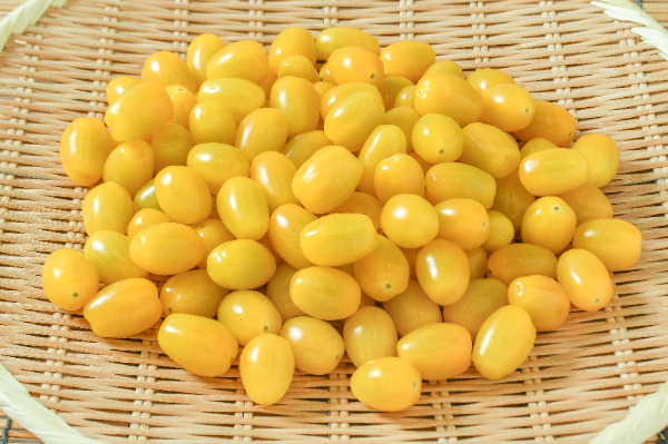 あまえぎみ（クレアイエロー）（M）1kg