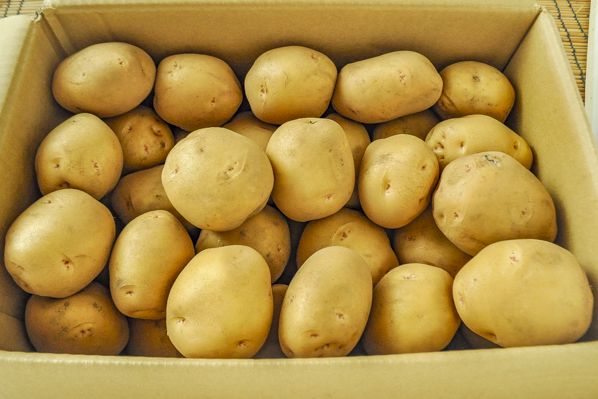 じゃがいも キタアカリ 2l 八面六臂