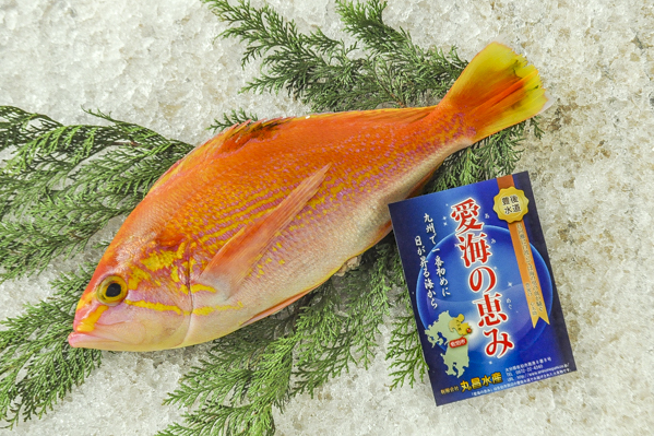 アカイサキ 釣物 八面六臂