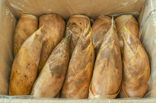 緑筍（M） 【業務用食材の仕入れなら八面六臂】