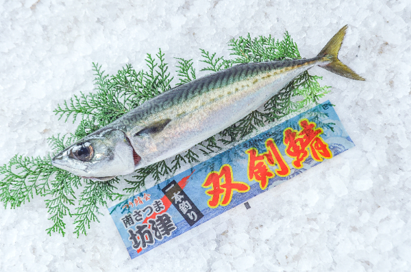 双剣鯖（鹿児島県坊津産）