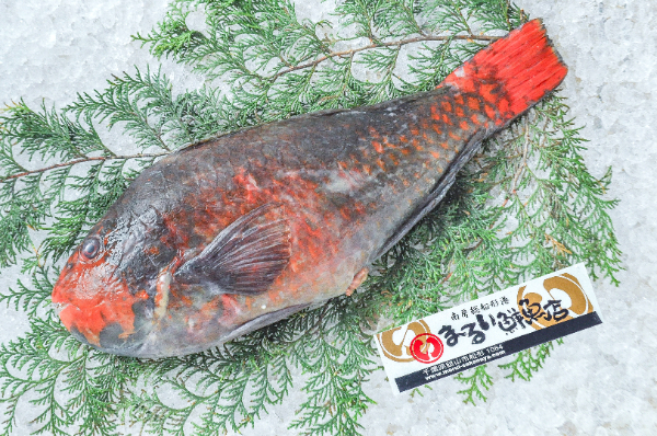 ブダイ（刺網）